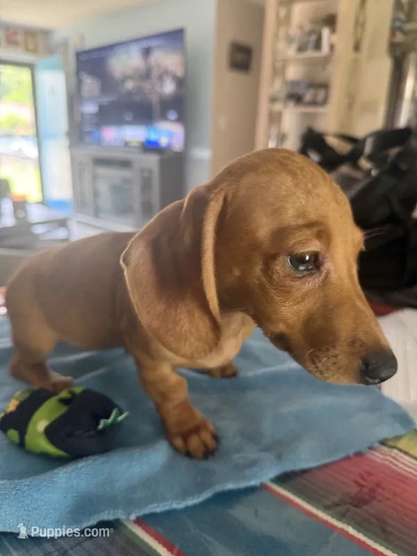 Zarah – Miniature Dachshund puppy for sale in Gulf Breeze, FL