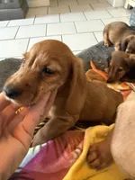 Hazel, a female Miniature Dachshund for sale in Gulf Breeze, FL – 3 of 3