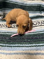 Mary, a female Miniature Dachshund for sale in Gulf Breeze, FL – 2 of 3