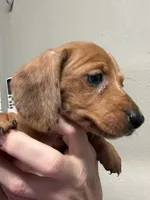 Sam, a male Miniature Dachshund for sale in Gulf Breeze, FL – 2 of 3