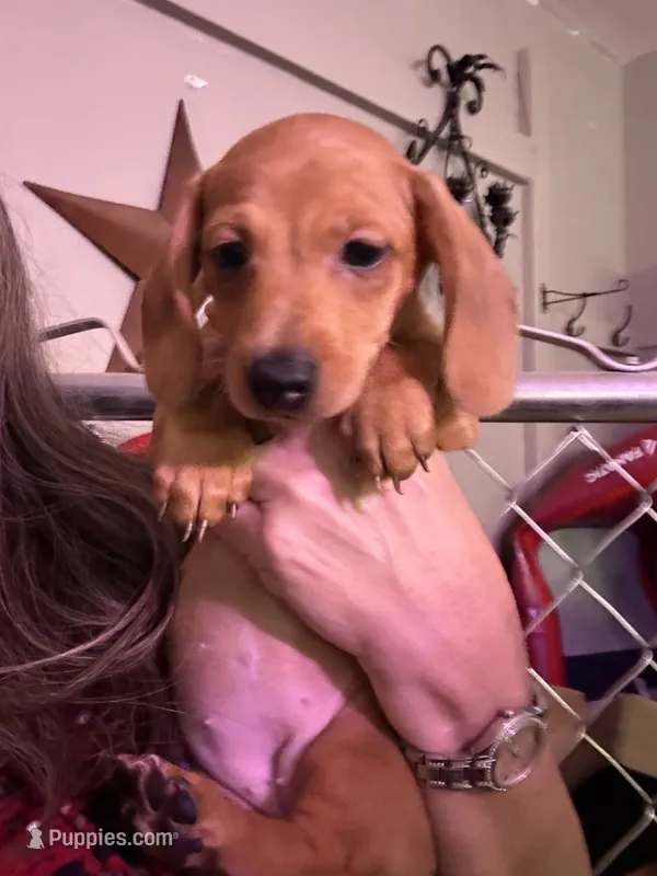 Sunny – Miniature Dachshund puppy for sale in Gulf Breeze, FL