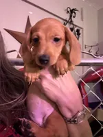 Sunny, a female Miniature Dachshund for sale in Gulf Breeze, FL – 1 of 1