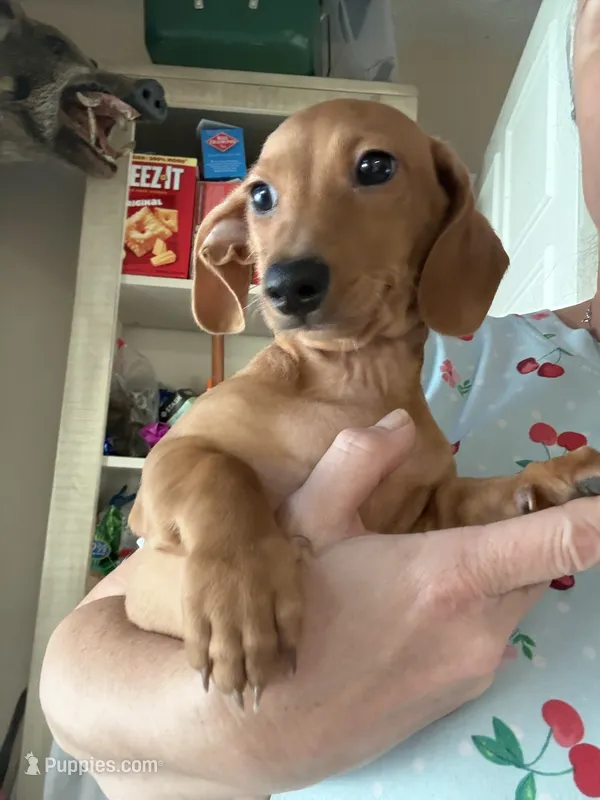 Chip – Miniature Dachshund puppy on hold in Gulf Breeze, FL