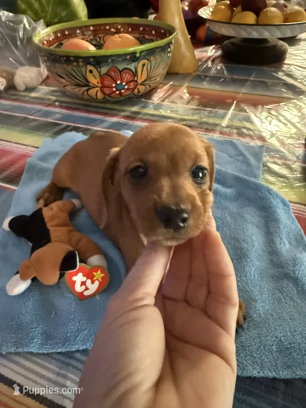 Sky – Miniature Dachshund puppy for sale in Gulf Breeze, FL