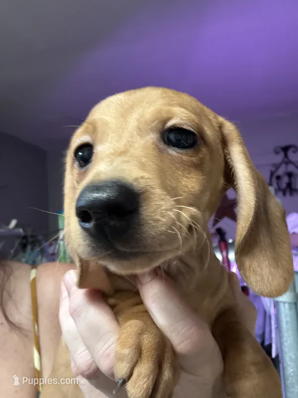 Zarah – Miniature Dachshund puppy for sale in Gulf Breeze, FL