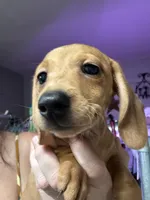 Zarah, a female Miniature Dachshund for sale in Gulf Breeze, FL – 1 of 3