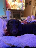 Zed, a male Miniature Dachshund for sale in Gulf Breeze, FL – 2 of 4