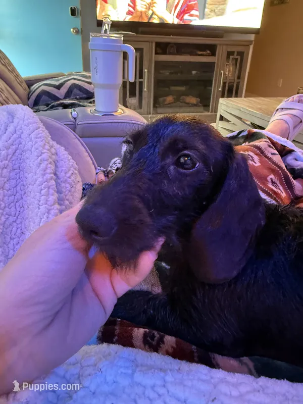 Zed – Miniature Dachshund puppy for sale in Gulf Breeze, FL