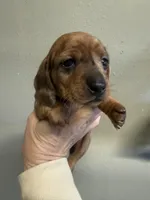 Annie, a female Miniature Dachshund for sale in Gulf Breeze, FL – Photo 2 of 3