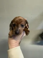 Annie, a female Miniature Dachshund for sale in Gulf Breeze, FL – Photo 1 of 3