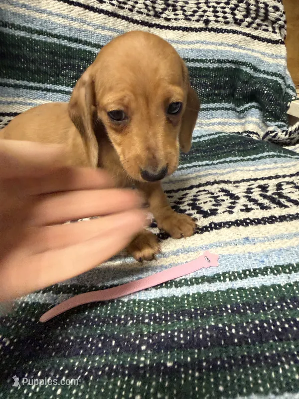 Mary – Miniature Dachshund puppy for sale in Gulf Breeze, FL
