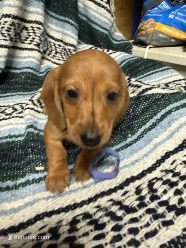 Andrew – Miniature Dachshund puppy for sale in Gulf Breeze, FL