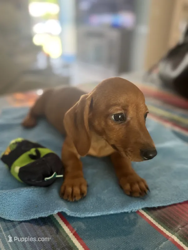 Zion – Miniature Dachshund puppy for sale in Gulf Breeze, FL