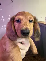 Ole blue eye, a male Miniature Dachshund for sale in Gulf Breeze, FL – 3 of 4