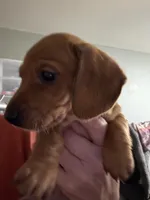 Jack, a male Miniature Dachshund for sale in Gulf Breeze, FL – Photo 3 of 3