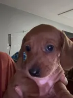 Jack, a male Miniature Dachshund for sale in Gulf Breeze, FL – Photo 2 of 3