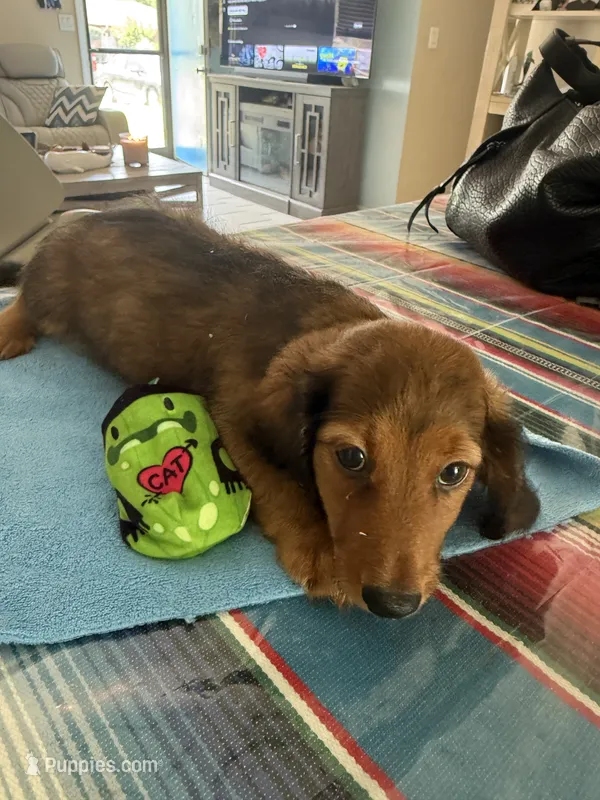 Sedona – Miniature Dachshund puppy for sale in Gulf Breeze, FL