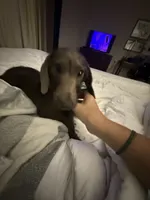 Pip, a female Miniature Dachshund for sale in Gulf Breeze, FL – 2 of 3