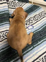 Ziek, a male Miniature Dachshund for sale in Gulf Breeze, FL – 3 of 3
