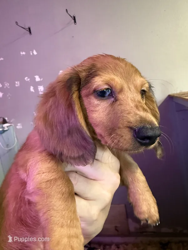 Ole blue eye – Miniature Dachshund puppy for sale in Gulf Breeze, FL