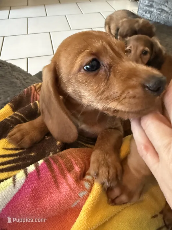 Hazel – Miniature Dachshund puppy for sale in Gulf Breeze, FL