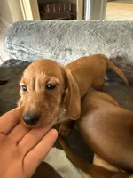 Hazel, a female Miniature Dachshund for sale in Gulf Breeze, FL – 2 of 3
