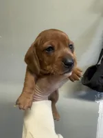 Jack, a male Miniature Dachshund for sale in Gulf Breeze, FL – Photo 1 of 2