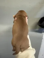 Jack, a male Miniature Dachshund for sale in Gulf Breeze, FL – Photo 2 of 2