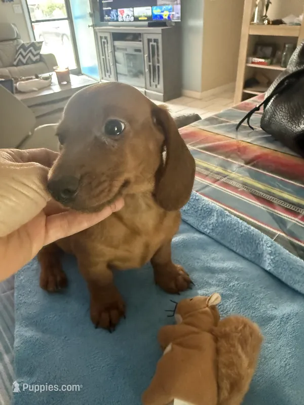 Zip – Miniature Dachshund puppy for sale in Gulf Breeze, FL