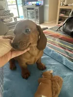 Zip, a male Miniature Dachshund for sale in Gulf Breeze, FL – 1 of 2