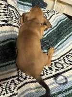 Jack, a male Miniature Dachshund for sale in Gulf Breeze, FL – 1 of 2
