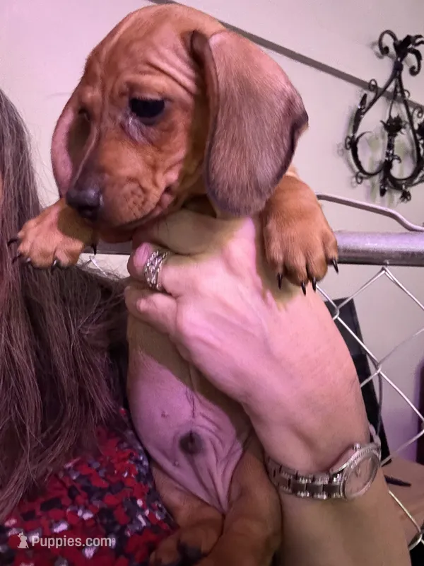Chip – Miniature Dachshund puppy for sale in Gulf Breeze, FL