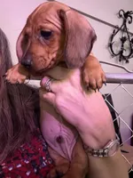 Chip, a male Miniature Dachshund for sale in Gulf Breeze, FL – 1 of 1