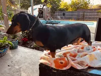 Rosie, a female Dachshund for sale in Gulf Breeze, FL – 2 of 2
