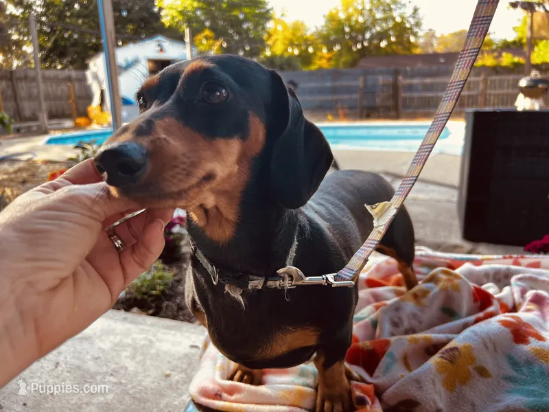 Rosie – Dachshund puppy for sale in Gulf Breeze, FL