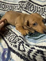 Ziek, a male Miniature Dachshund for sale in Gulf Breeze, FL – 2 of 3