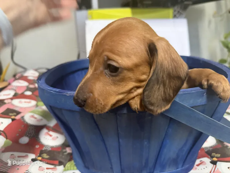Tom – Miniature Dachshund puppy for sale in Gulf Breeze, FL