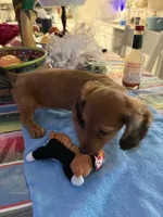 Fabio , a male Miniature Dachshund for sale in Gulf Breeze, FL – 3 of 3