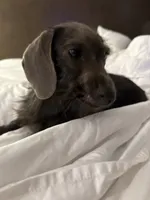 Pip, a female Miniature Dachshund for sale in Gulf Breeze, FL – 3 of 3