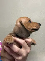 Jake, a male Miniature Dachshund for sale in Gulf Breeze, FL – 2 of 3