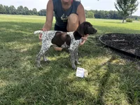 Black girl, a female German Shorthaired Pointer for sale in Hillsboro, OH – 3 of 4