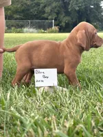 Blue Boy, a male Vizsla for sale in Hillsboro, OH – 3 of 3