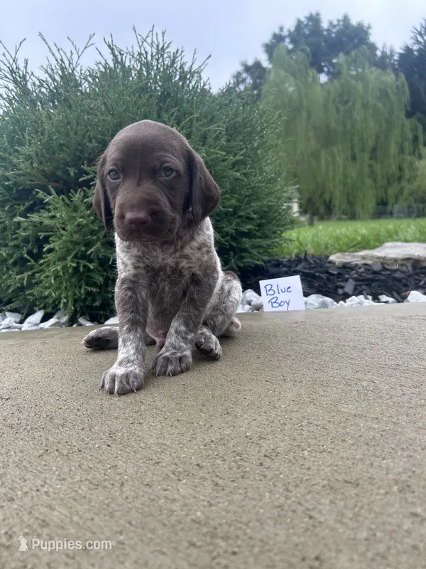 Blue boy – German Shorthaired Pointer puppy for sale in Hillsboro, OH