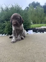 Blue boy, a male German Shorthaired Pointer for sale in Hillsboro, OH – 1 of 5