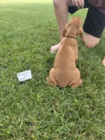 Purple girl, a female Vizsla for sale in Hillsboro, OH – 2 of 4