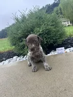 Peach girl, a female German Shorthaired Pointer for sale in Hillsboro, OH – 4 of 4