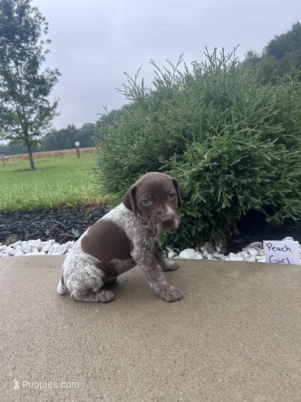 Peach girl – German Shorthaired Pointer puppy for sale in Hillsboro, OH