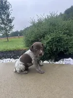 Peach girl, a female German Shorthaired Pointer for sale in Hillsboro, OH – 1 of 4