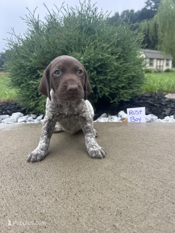 Rust boy – German Shorthaired Pointer puppy for sale in Hillsboro, OH