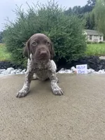 Rust boy, a male German Shorthaired Pointer for sale in Hillsboro, OH – 1 of 4